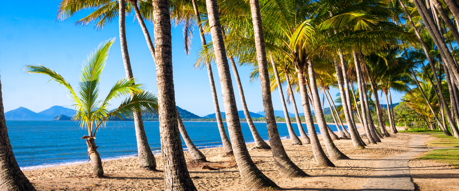 rows of palm trees along Cairns Escapades 