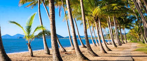 rows of palm trees along Cairns Escapades