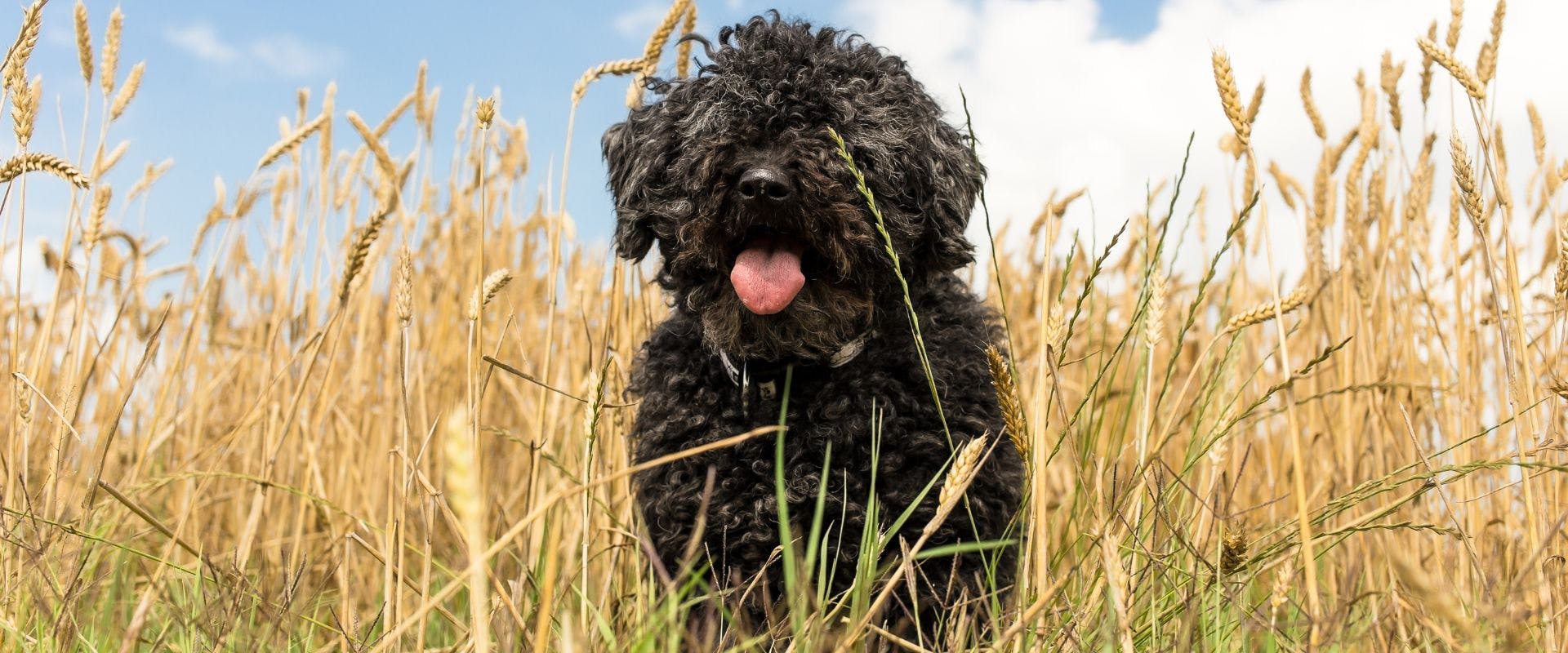 Curly-haired black dog in a wheat field