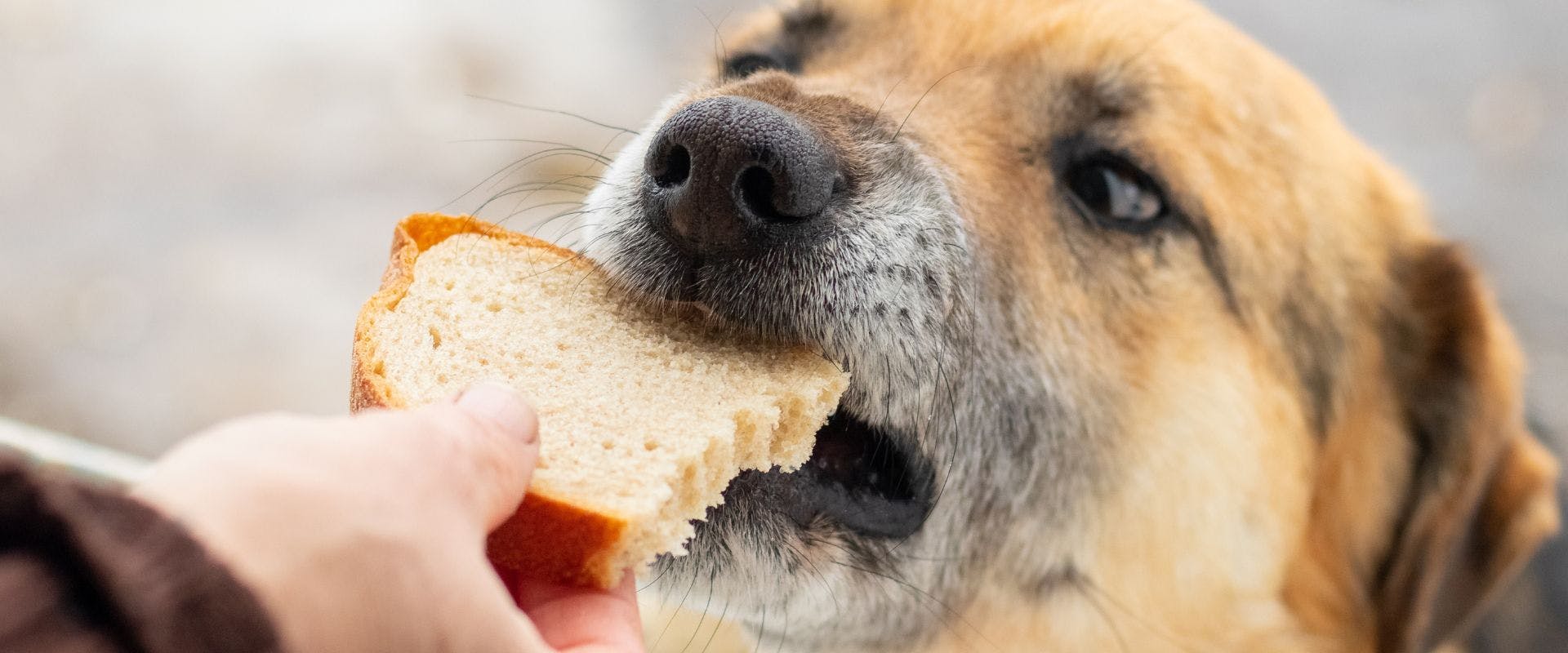 Close-up of beige dog eating wheat bread