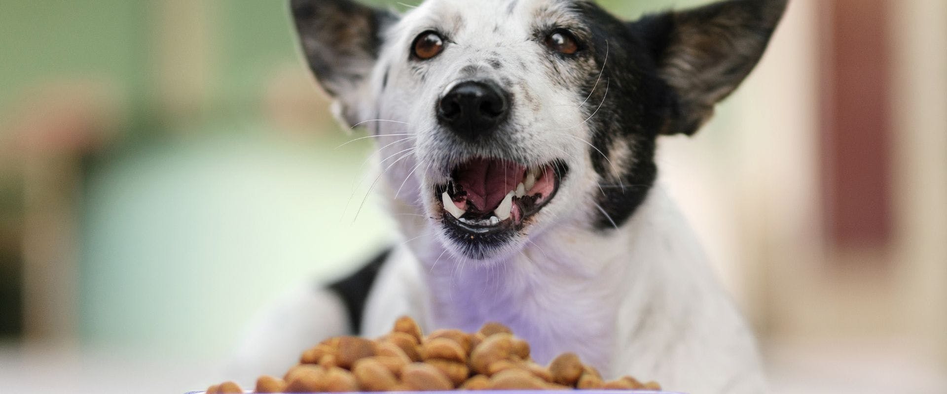 Black and white dog sat behind a bowl of kibble