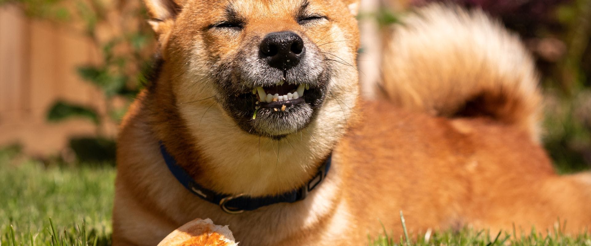 Beige dog eating wheat bread