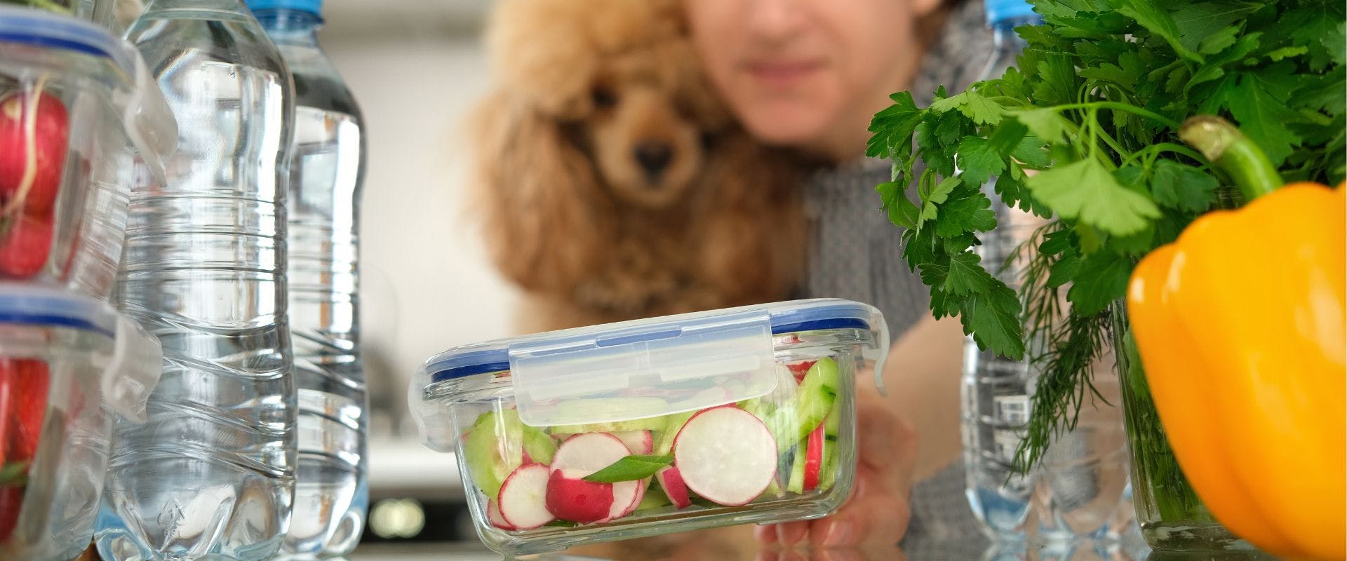 Poodle dog looking at radishes slices in a tub