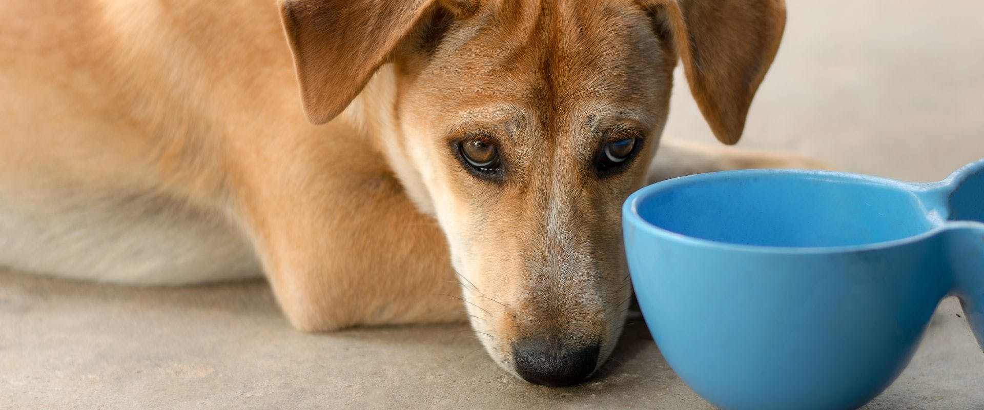Beige dog waiting by a blue bowl