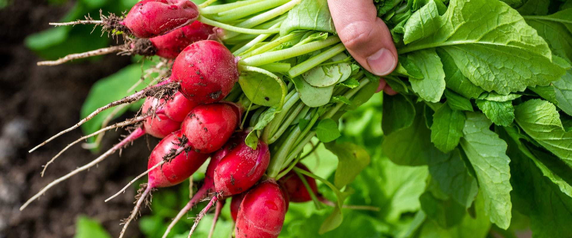 A bunch of freshly picked radishes being held