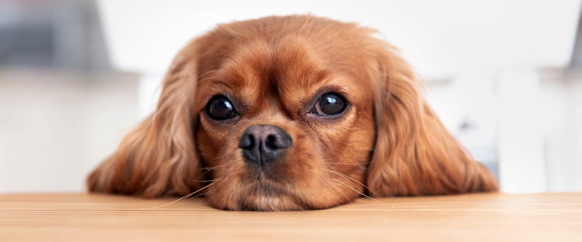 Cavalier King Charles Spaniel waiting at a wooden dinner table