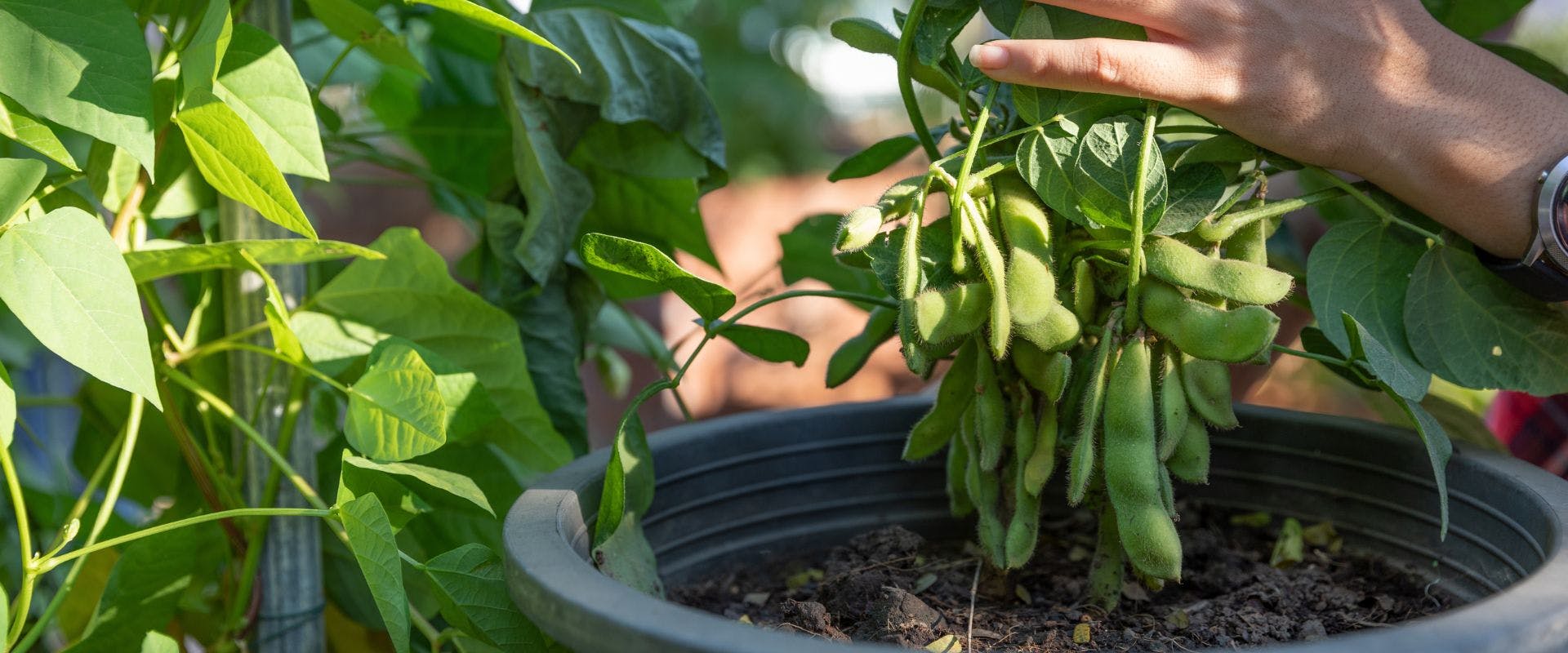 Edamame beans growing in a pot