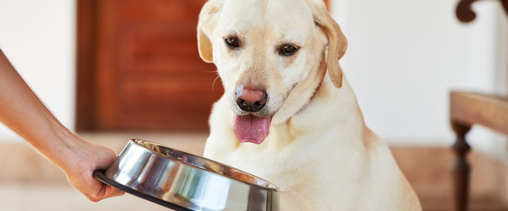 Golden Labrador waiting for food from a metal bowl