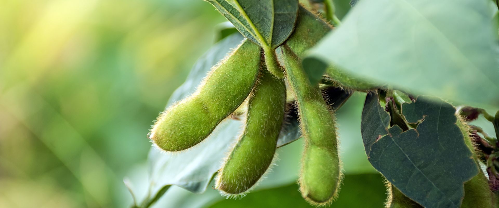 Can Dogs Eat Edamame TrustedHousesitters