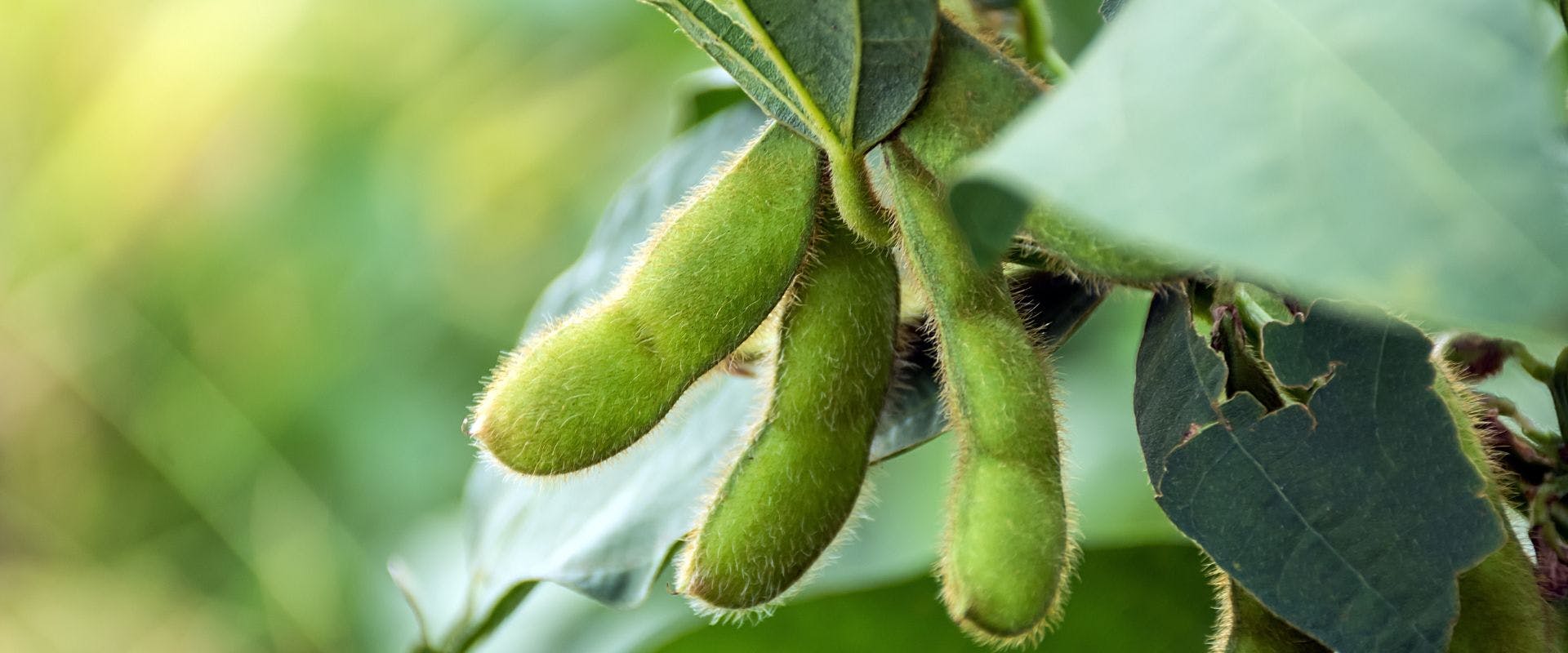 Close-up of edamame beans growing