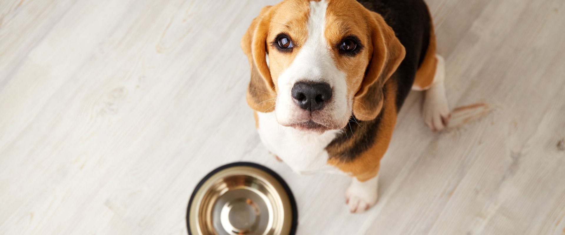 Beagle waiting to be fed from a metal bowl