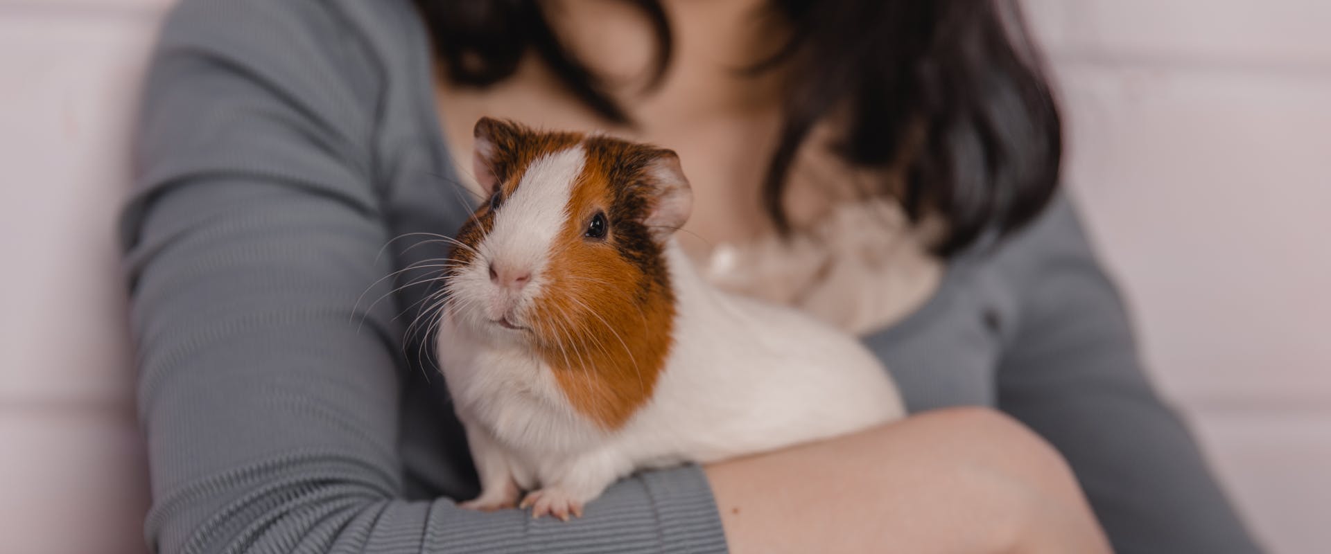 a tri-colored guinea pig resting on a woman's arm looking directly at the camera