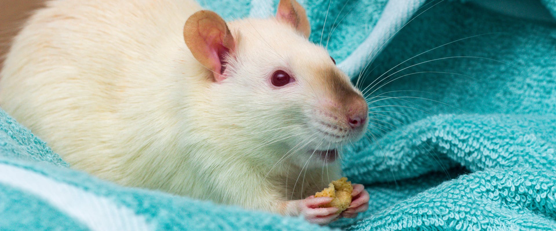 a pocket pet albino rat lying in a teal towel whilst nibbling on a some food held in its front paws