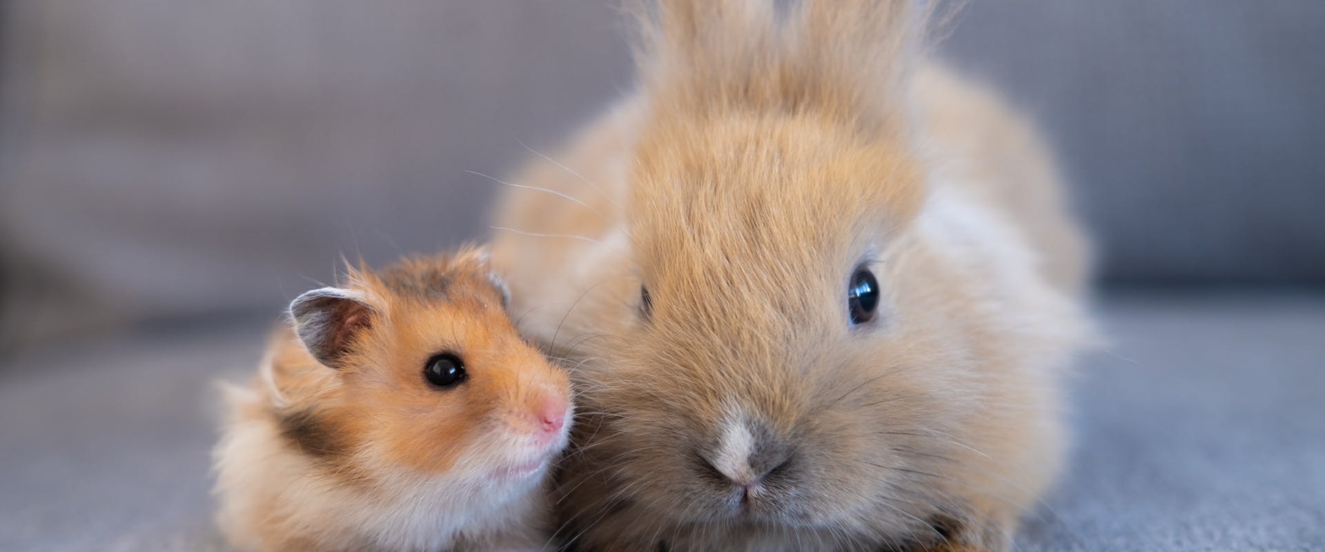 two pocket pets, a hamster and a baby rabbit, sat next to each other on a gray couch.