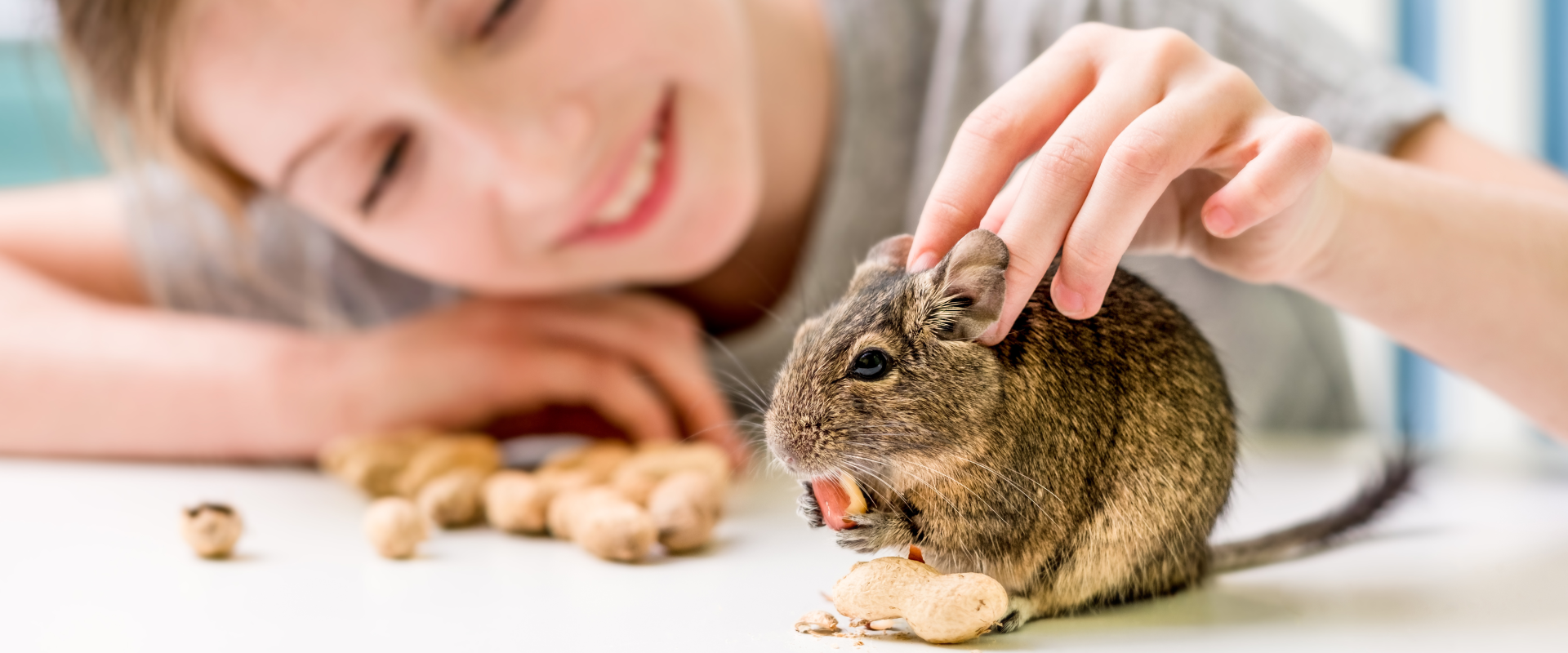 a pocket pet baby chinchilla eating nuts whilst being stroked by a smiling young girl