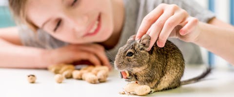 a pocket pet baby chinchilla eating nuts whilst being stroked by a smiling young girl