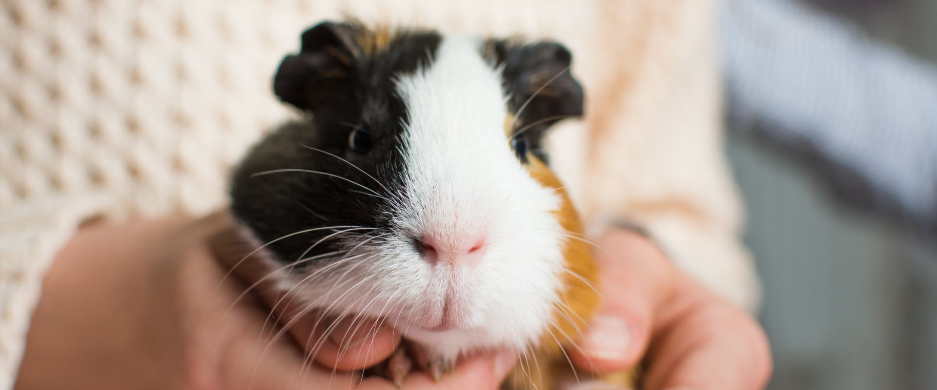 a tri-colored guinea pig facing the camera whilst being held by a human in a white sweater