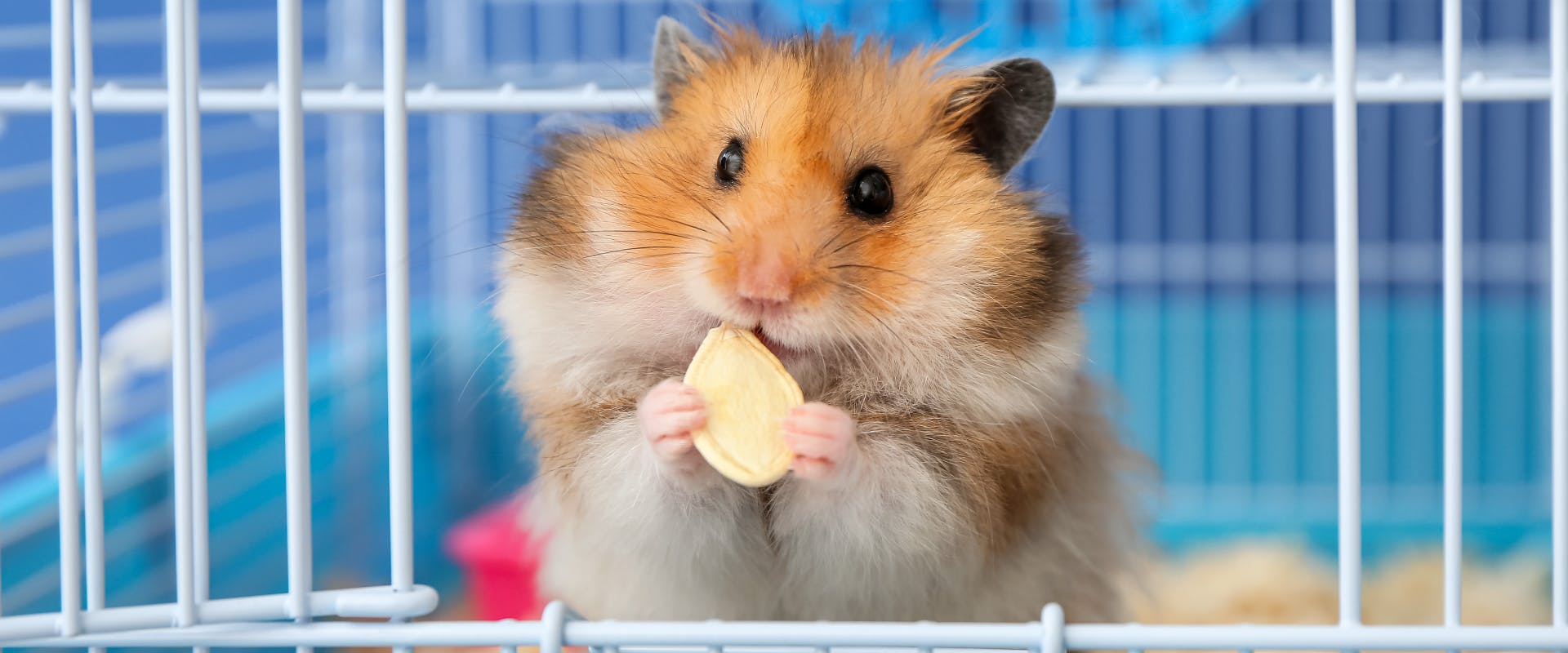 a pocket pet hamster stood in its cage whilst nibbling on a pumpkin seed