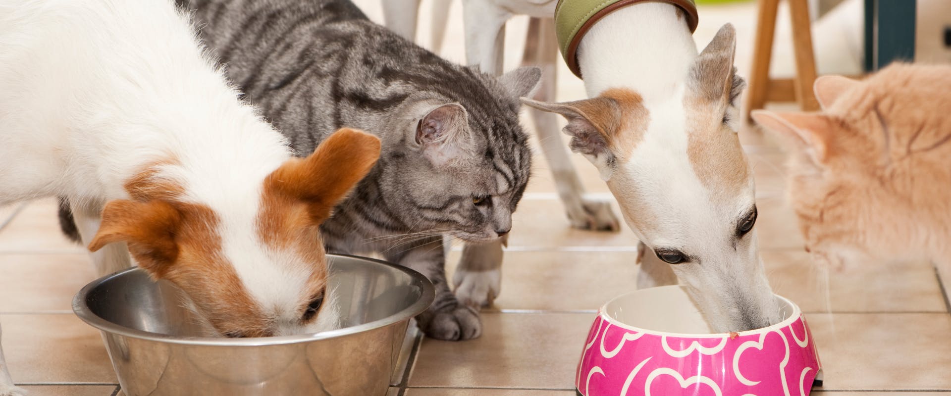 two dogs eating out of dog food bowls whilst being watched by two curious cats
