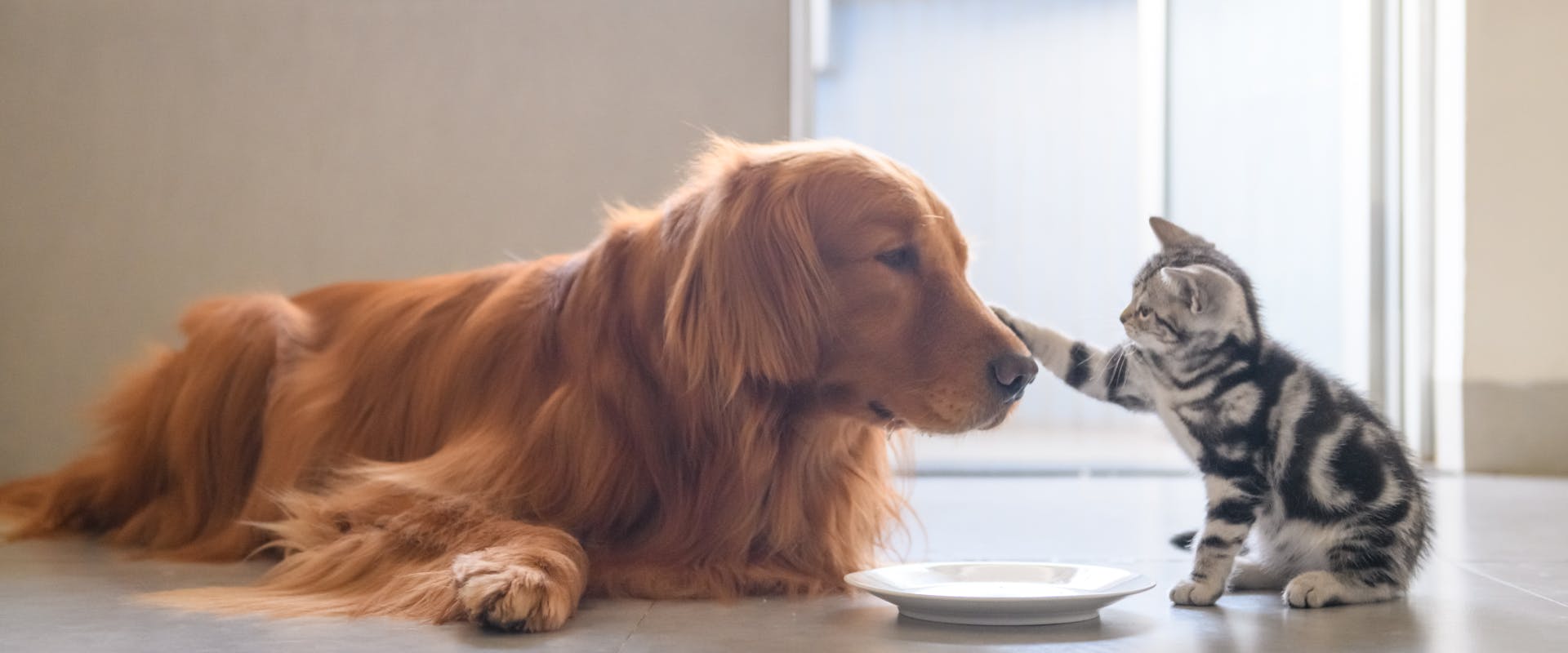 a golden retriever lying next to an empty food saucer and grey striped kitten, having its nose touched by the kitten's front paw