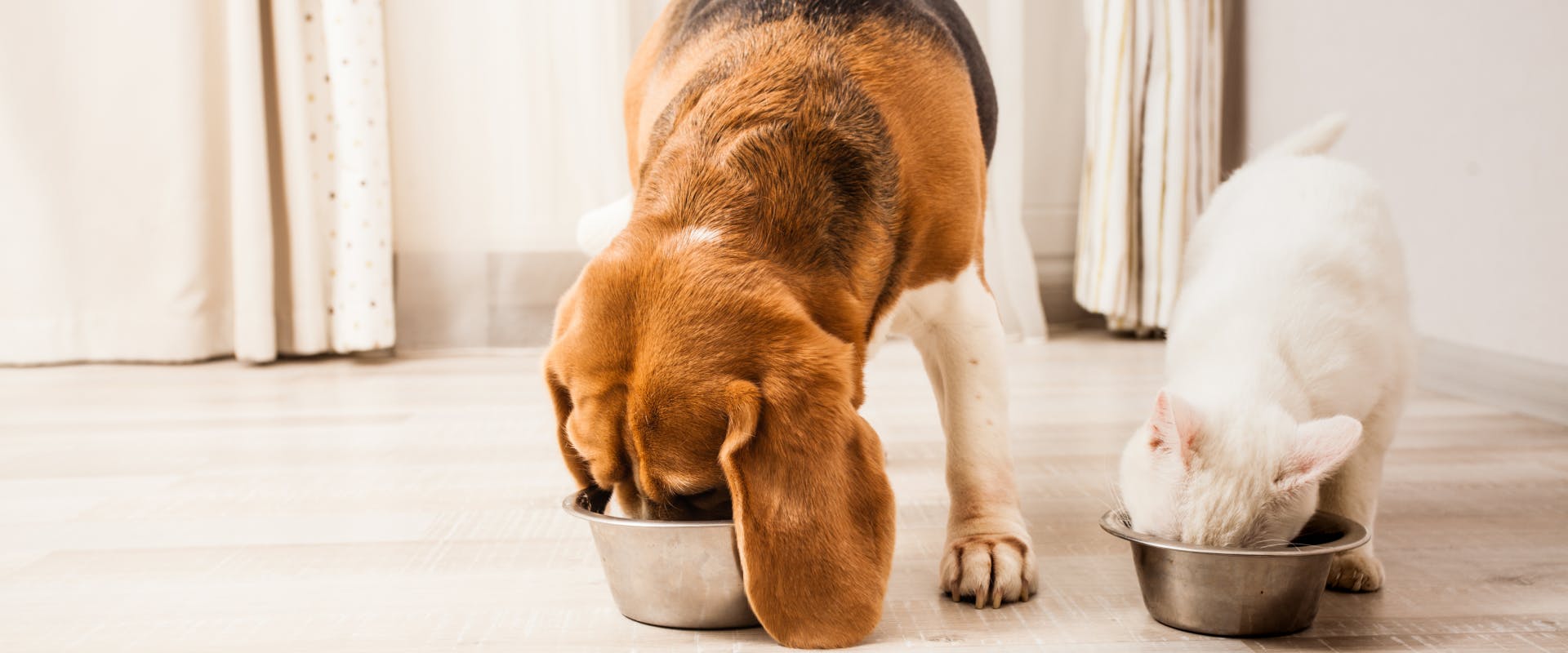 a beagle eating out of a silver dog bowl stood next to a short-haired white cat that is also eating out of a silver food bowl