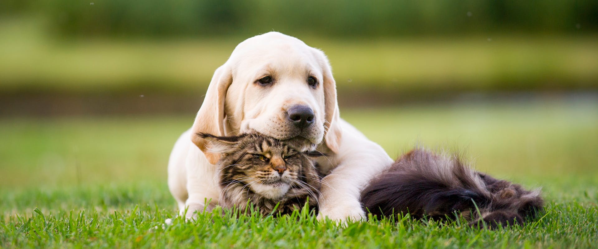 a long-haired tabby cat lying on a patch of grass with a larbrador puppy resting its head and paw on her
