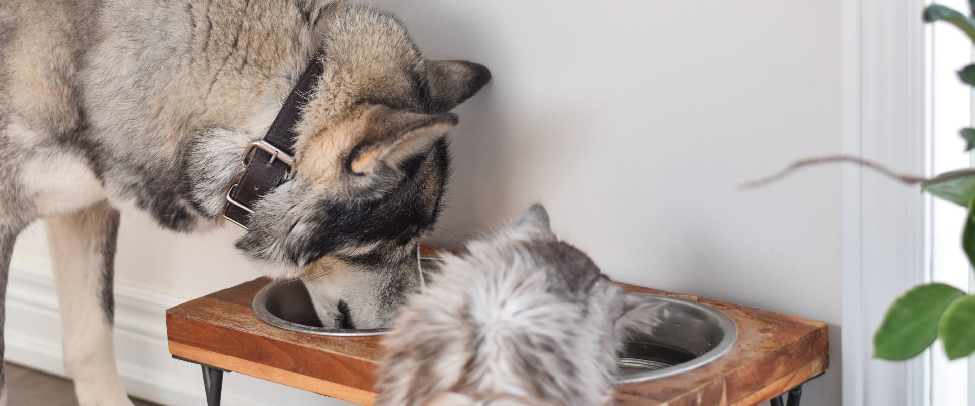 a husky and long-haired gray cat eating out of bowls in a joint wooden cat and dog food station