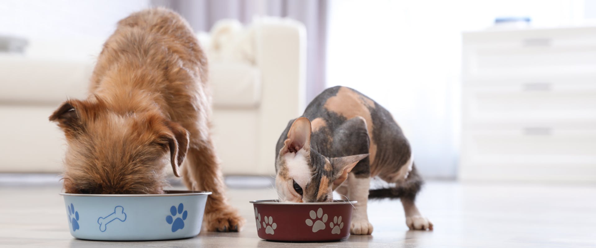 a terrier eating out of a blue dog bowl stood next to a tri-colored sphinx cat who is eating out of a red cat bowl.
