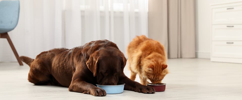 a chocolate labrador lying down with its face in a blue food bowl next a long-haired ginger cat eating out of a red food bowl