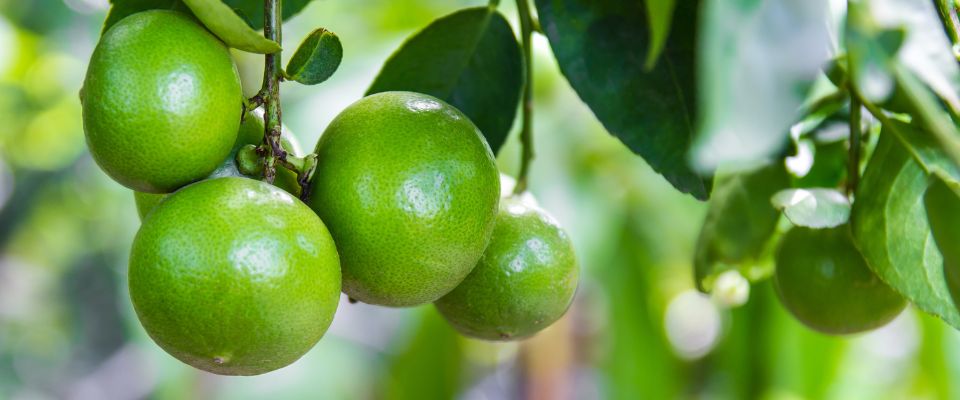 Are citrus trees hot sale poisonous to dogs