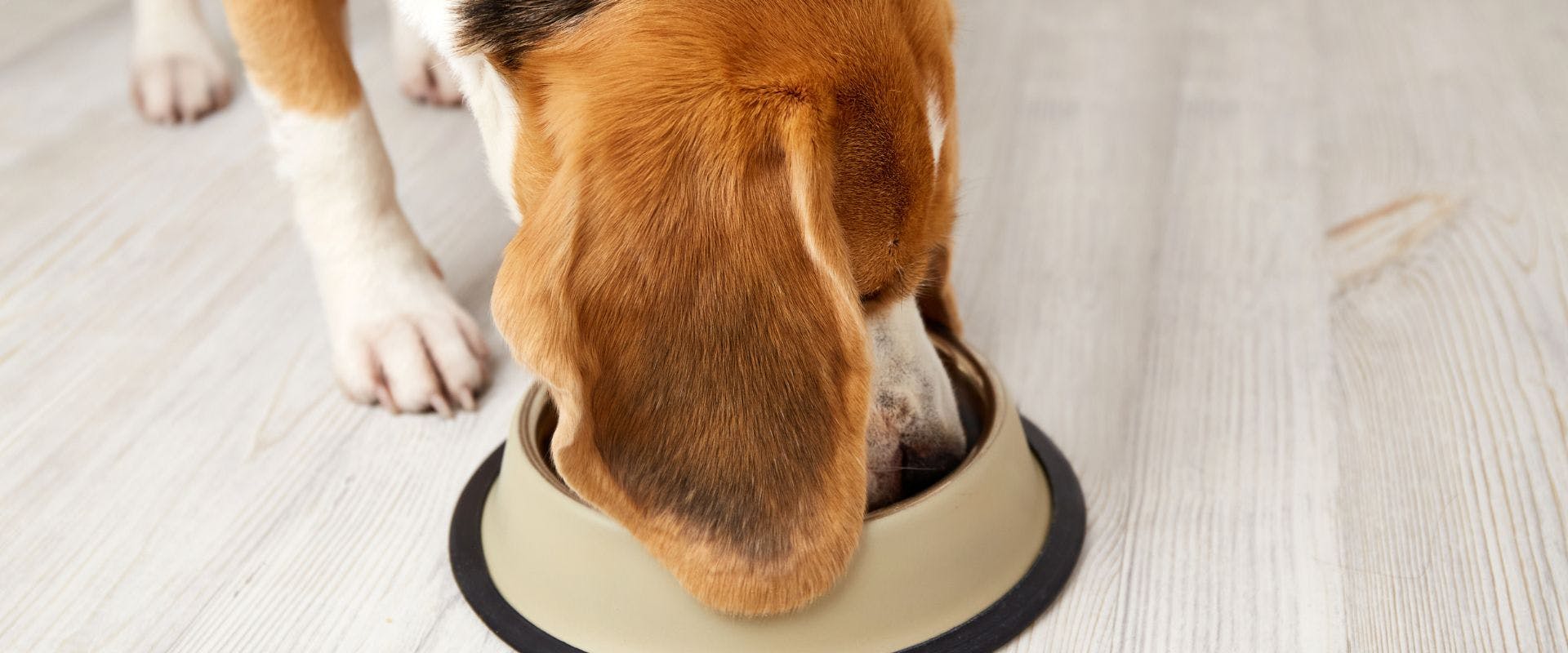 Beagle dog eating from a dog bowl