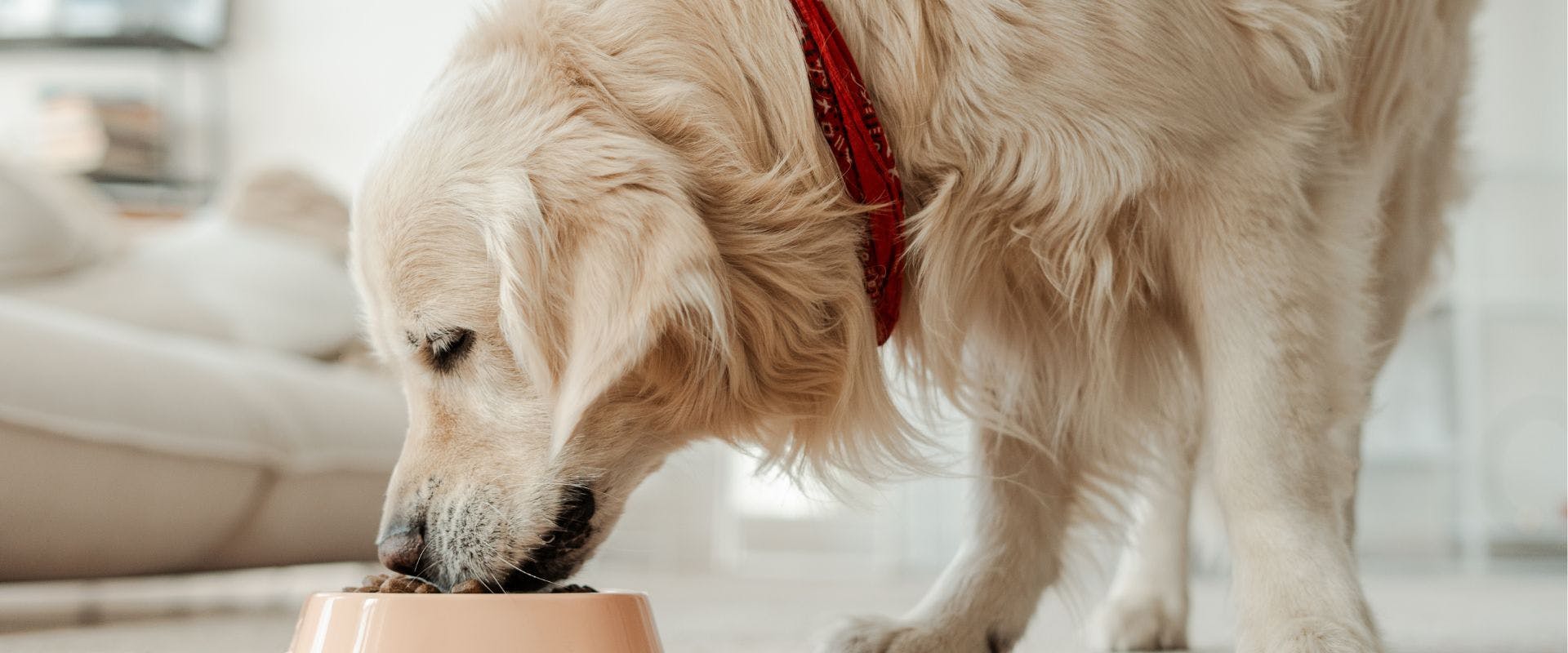 Golden Retriever eating from a dog bowl