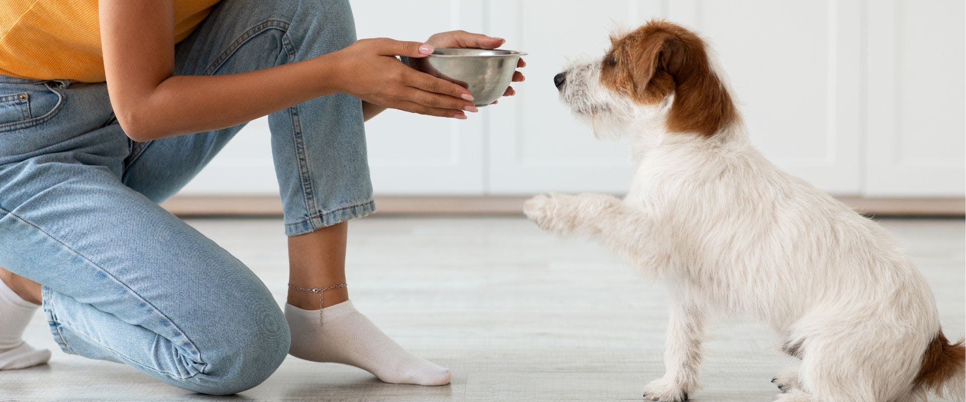 Jack Russell dog giving paw for a bowl of food