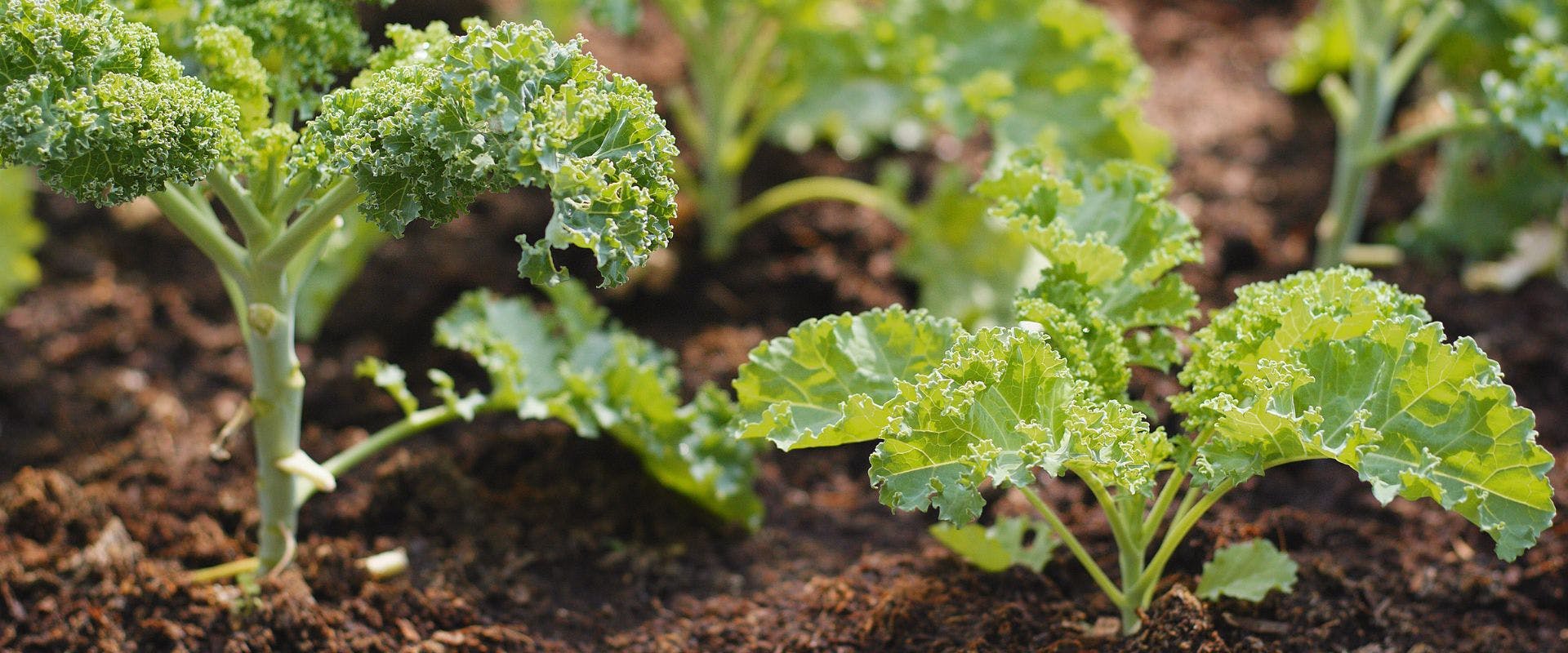 Kale growing in soil
