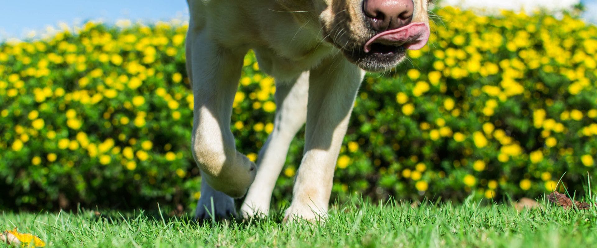 Close-up of Golden Retriever walking on grass