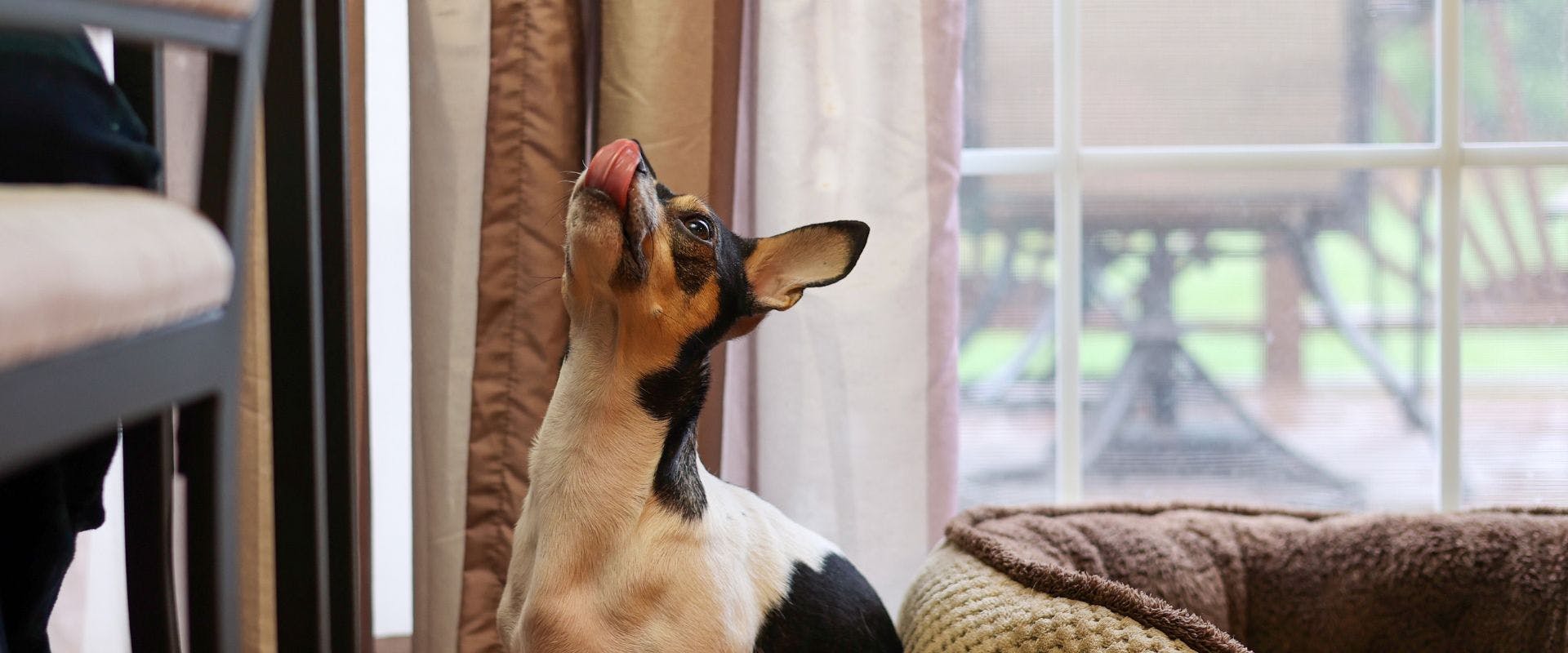 Chihuahua dog licking their lips and looking upwards