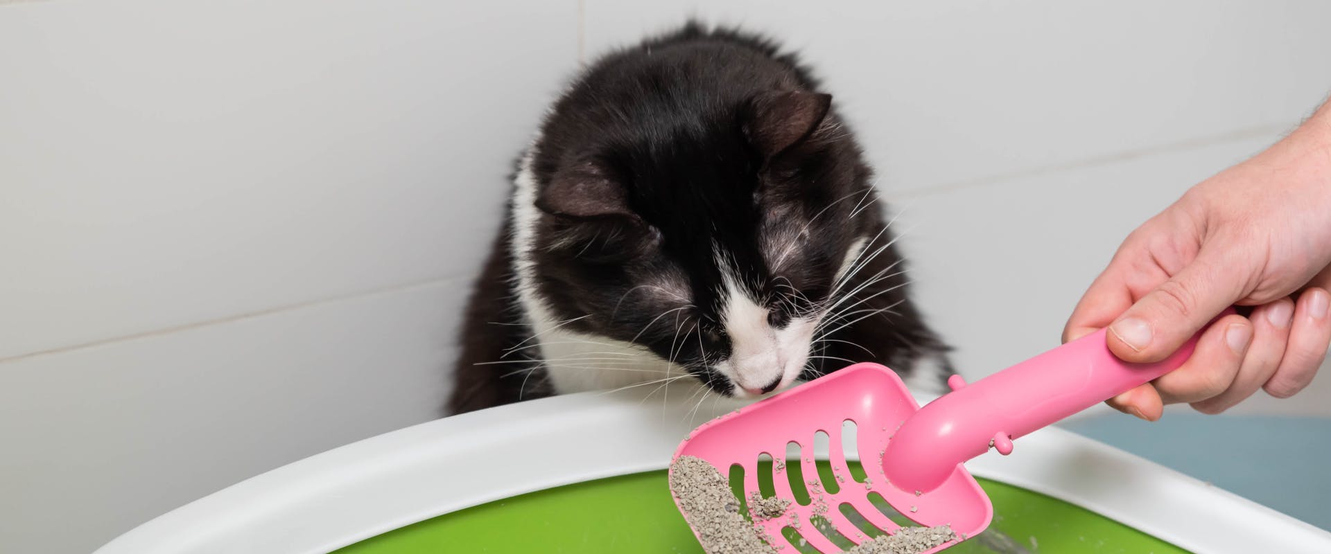 A constipated cat sniffs a litter box.