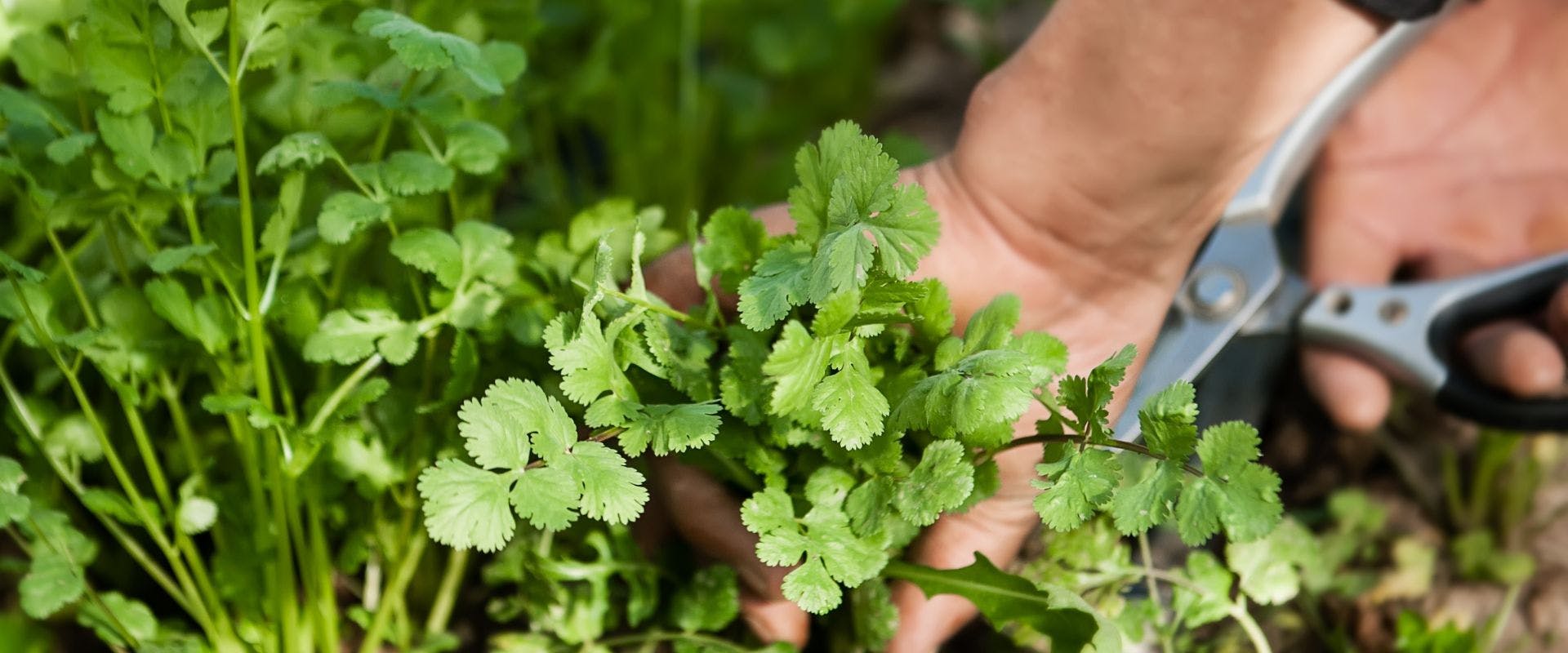 Cilantro being harvested
