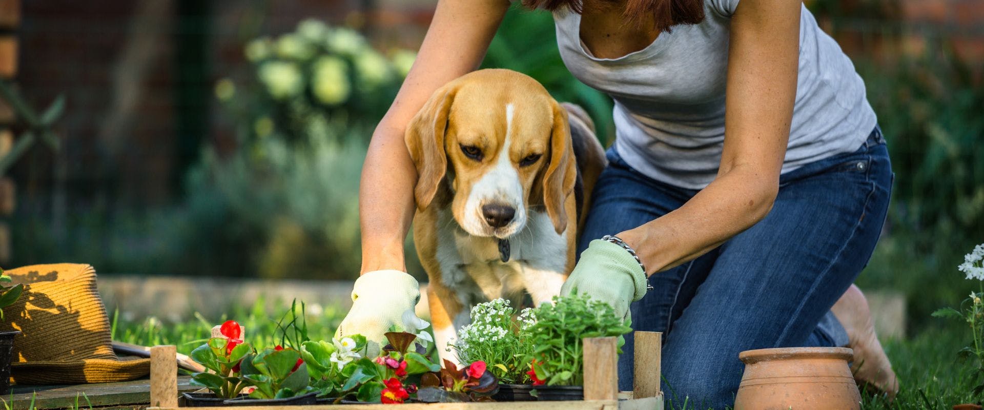 Beagle sat with owner while gardening