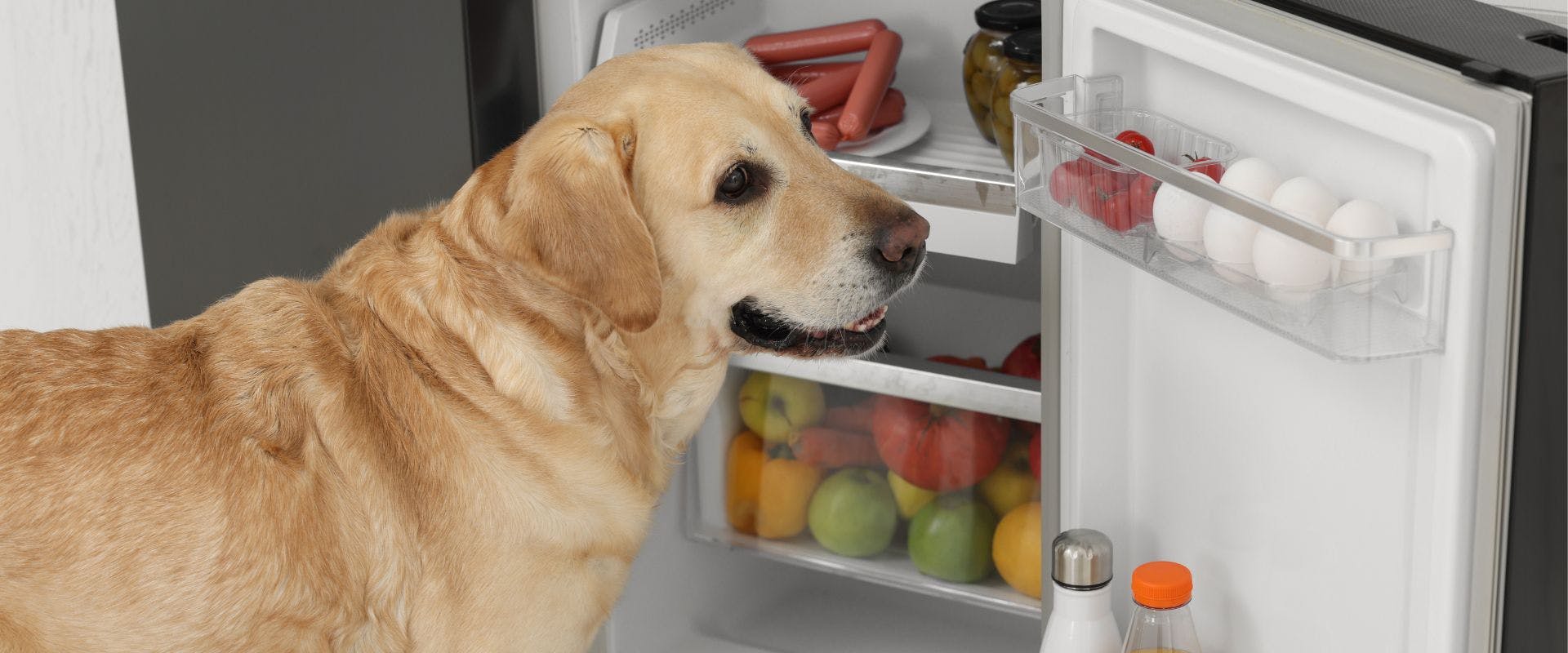 Golden Labrador looking into the fridge