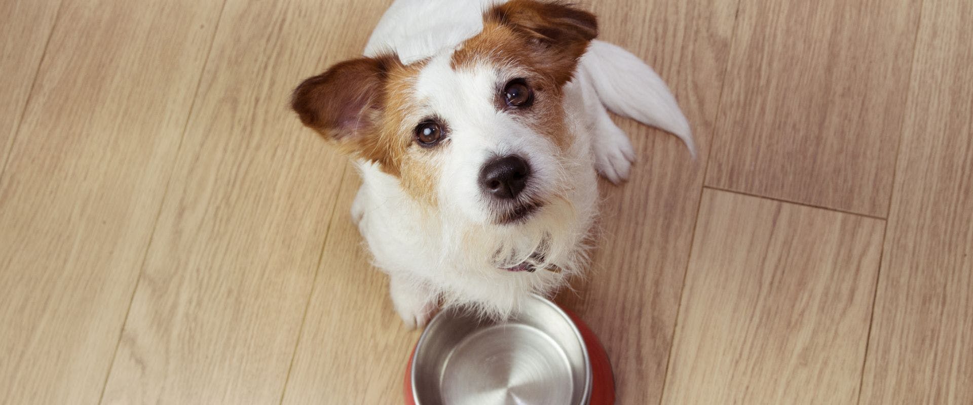 Long-haired Jack Russell waiting for food from a metal bowl