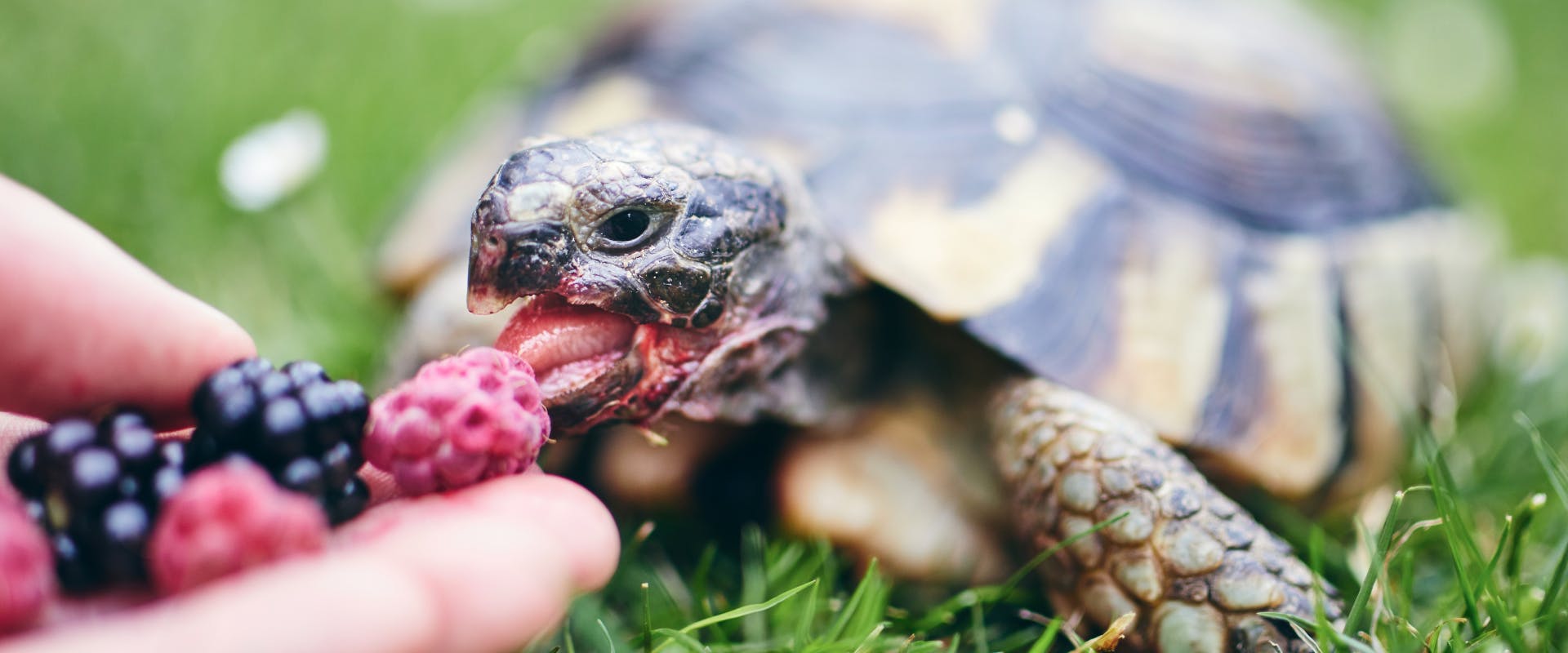 A pet tortoise being fed berries.