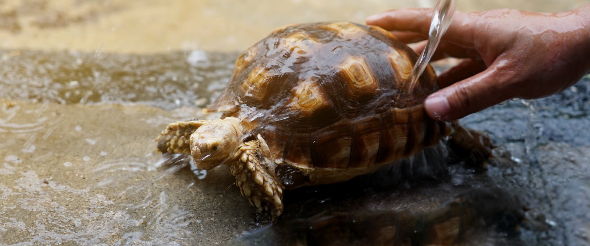 A pet tortoise being washed.