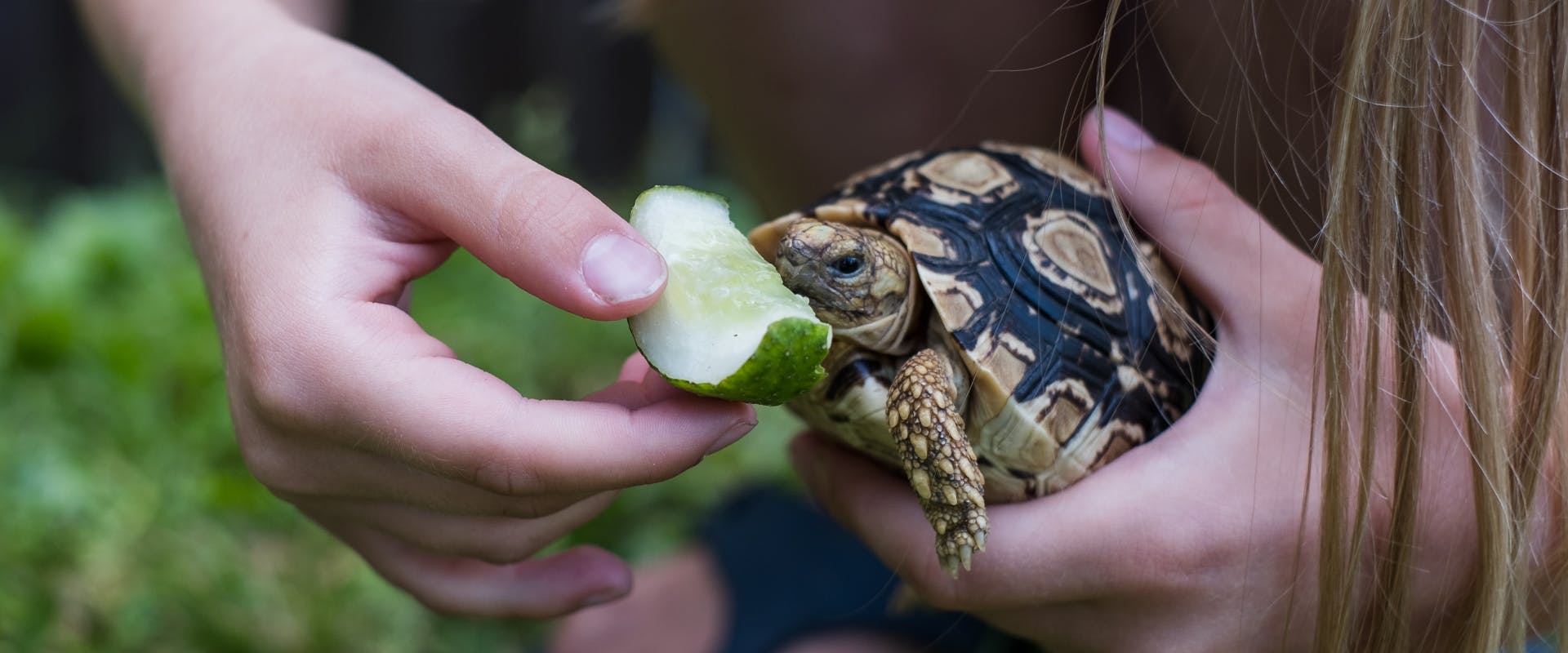 A pet tortoise is fed some cucumber.
