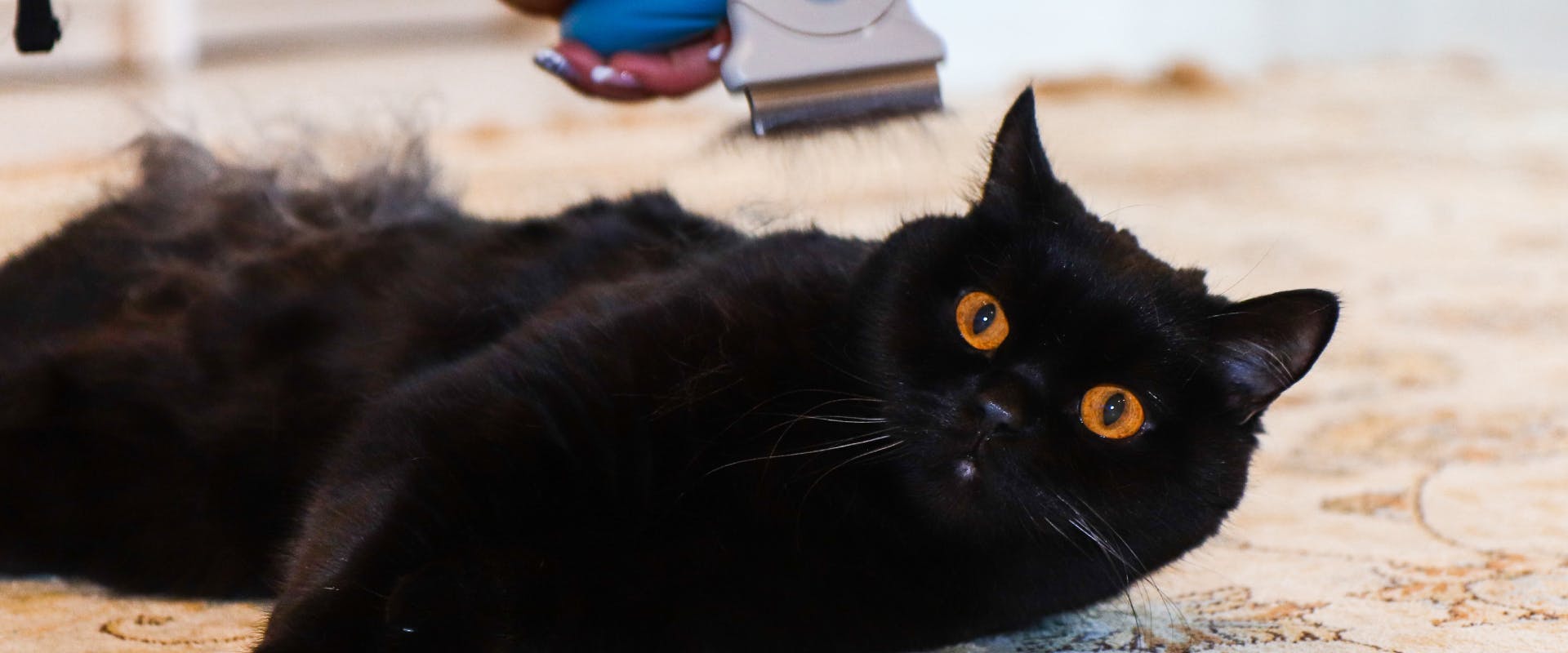 a black short-haired cat with orange eyes lying on a rug whilst being groomed by a cat dandruff de-shedding brush