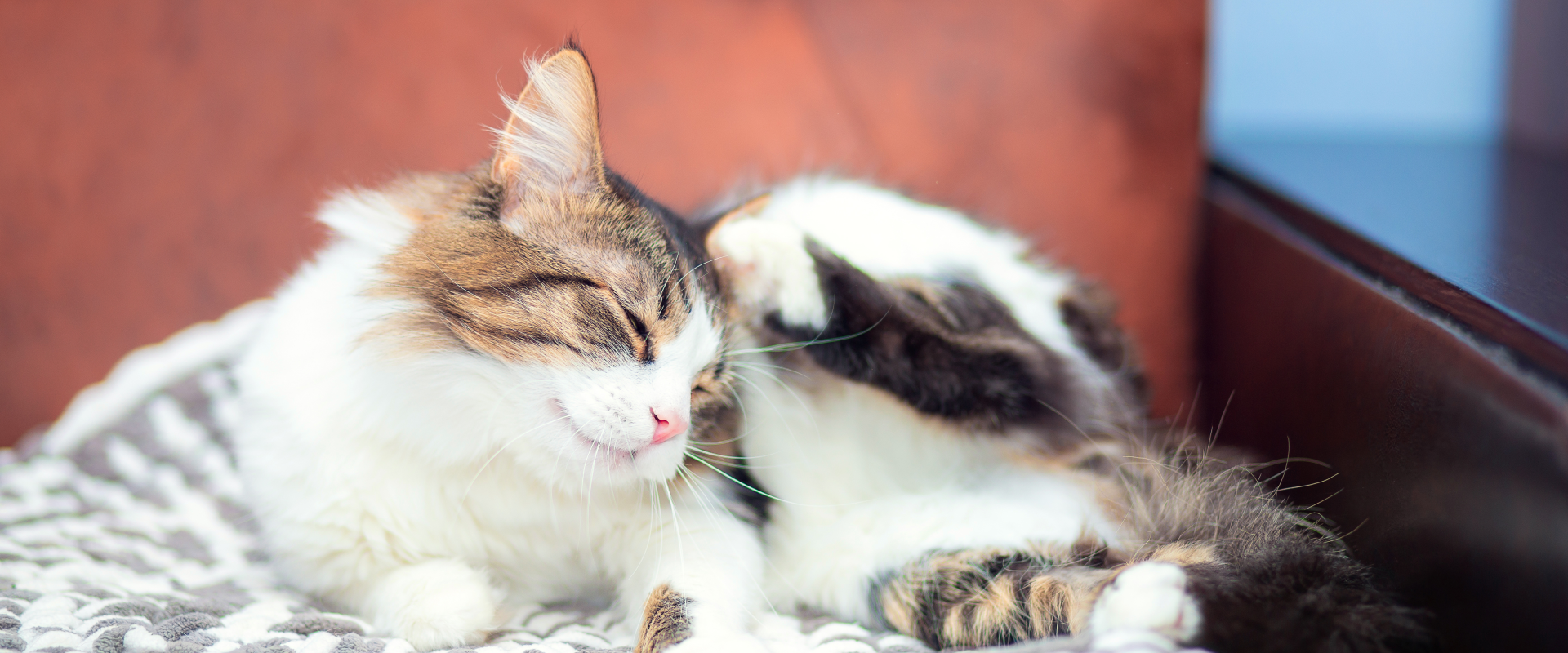 What Is Cat Dandruff & Can It Be Brushed Off?