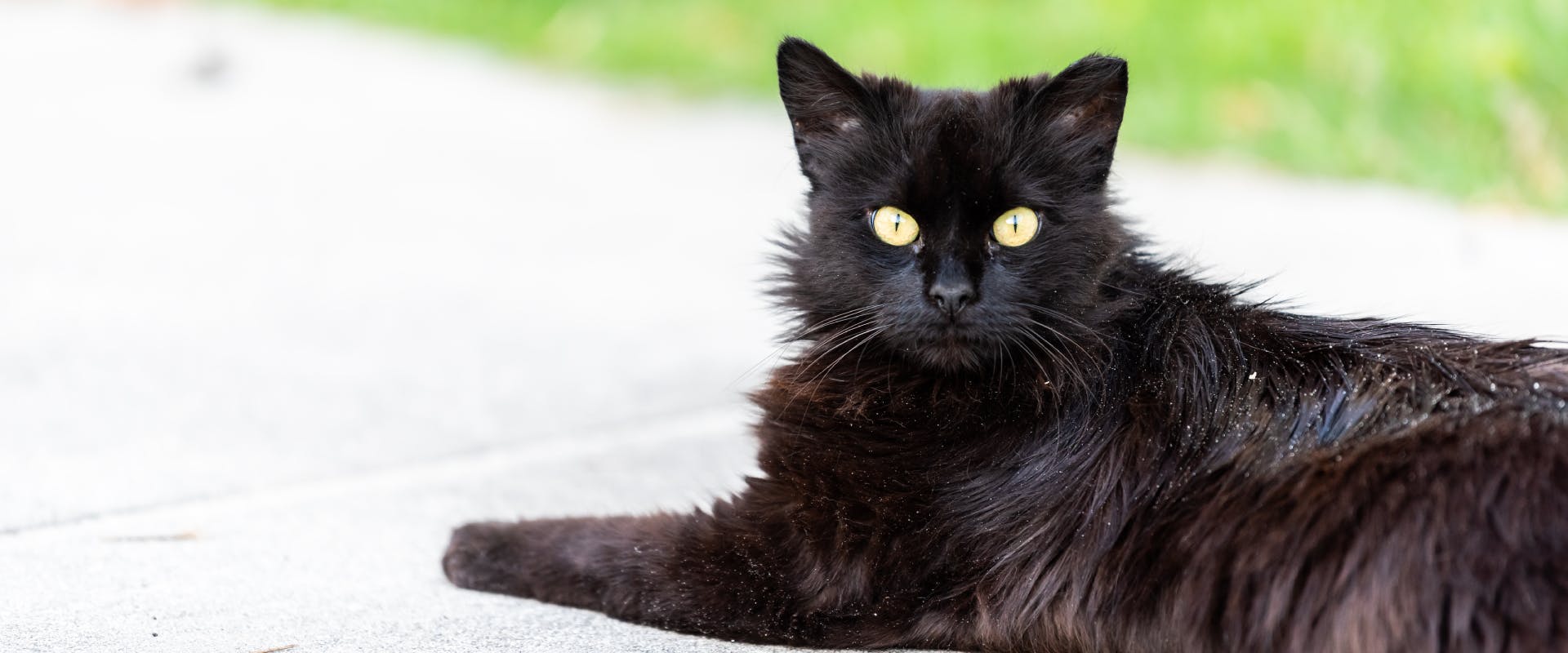 a long-haired black cat with yellow eyes lying on a concrete sidewalk with flecks of cat dandruff on its fur