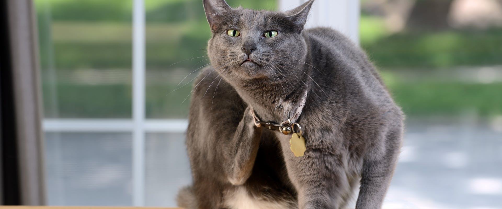 a Russian blue cat sat on a wooden dining table in front of French windows scratching its neck with its right back paw