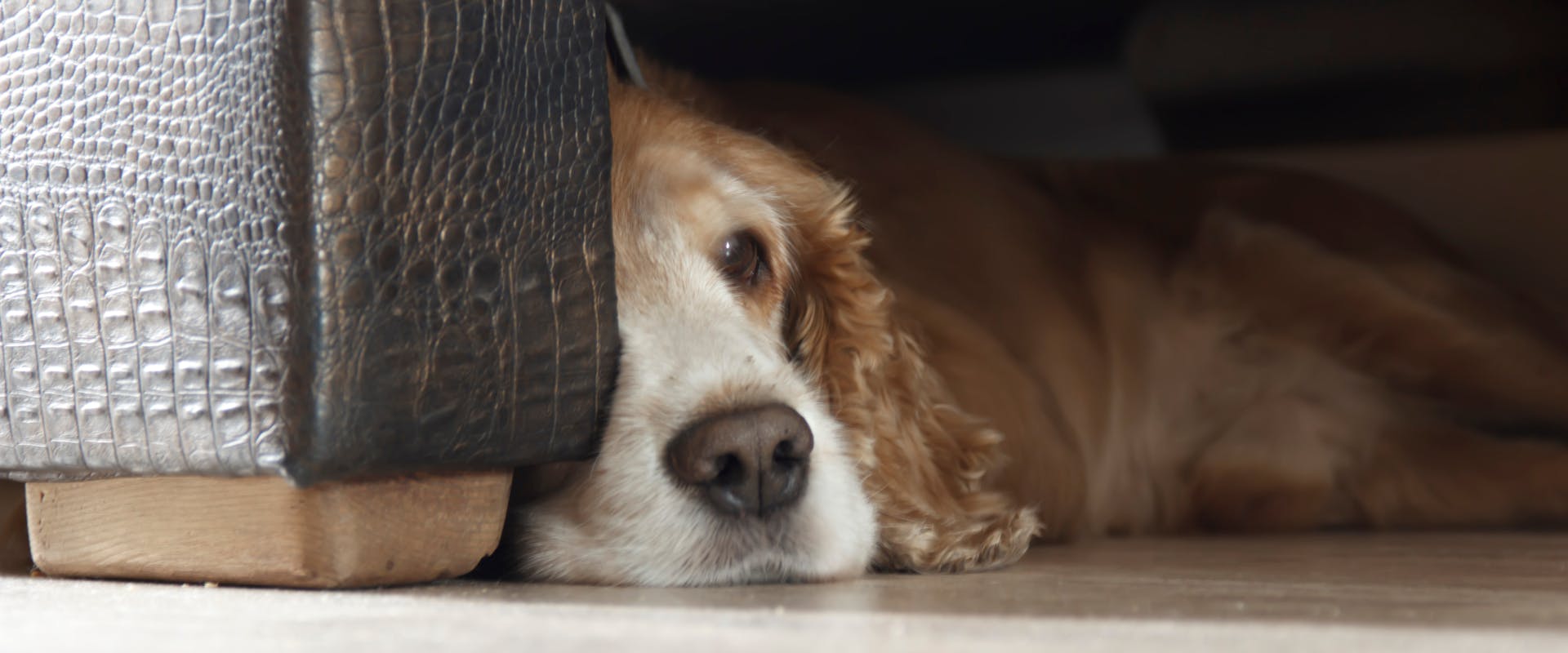 A rescue dog sleeps under a chair.