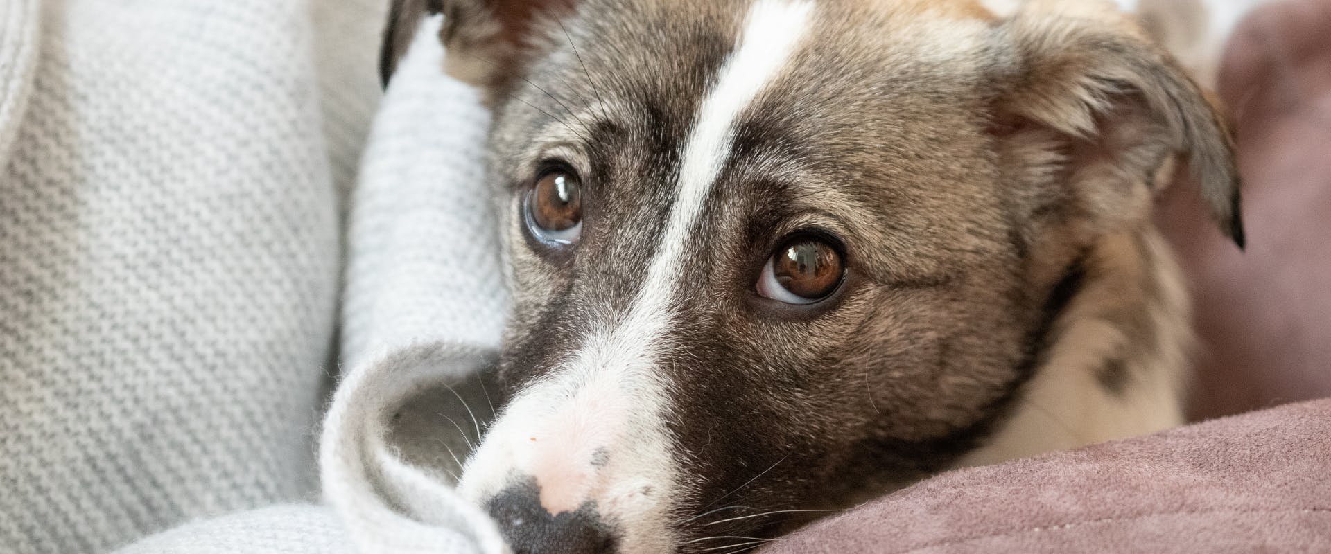 A rescue dog snuggled in a blanket.